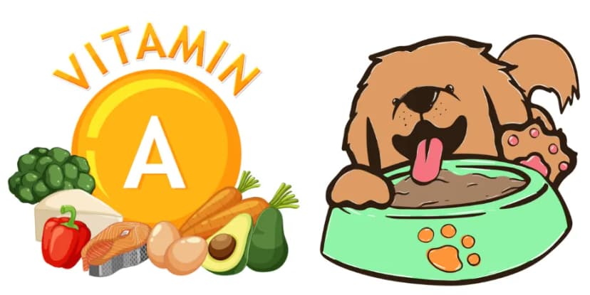 Vitamin A: Dogfooding